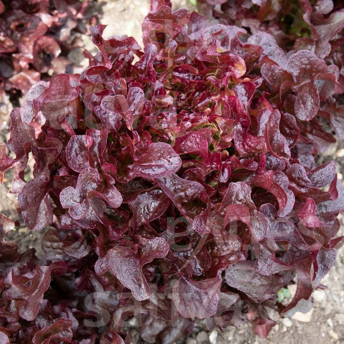 LATTUGA DA TAGLIO PUMUKEL - SATIVA ps34