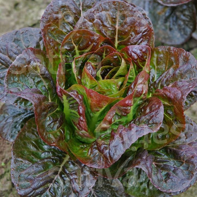 LATTUGA MINI ROMANA OVIRED - SATIVA ls32