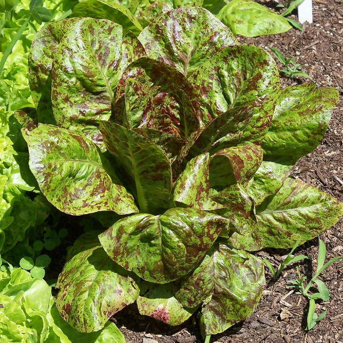 LATTUGA ROMANA FORELLENSCHLUSS - SATIVA LS1415