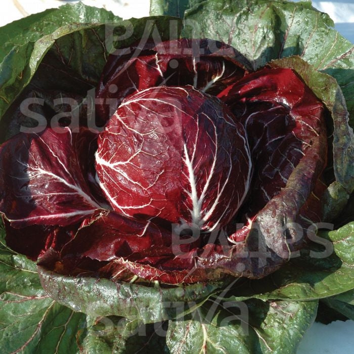 RADICCHIO CHIOGGIA 4050 TT- SATIVA zs64