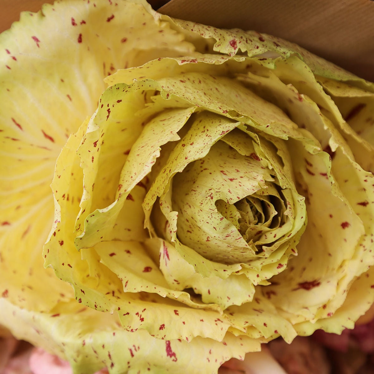 CICORIA FENICE TT - SATIVA zs86