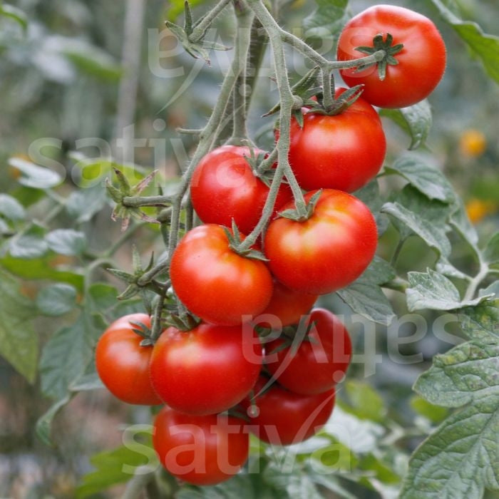 POMODORO FLONDA - SATIVA to20