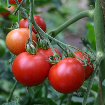 POMODORO MATINA - SATIVA to09