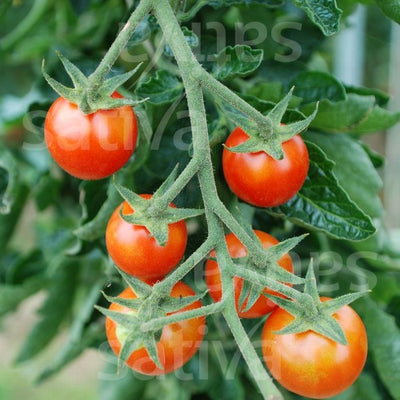 POMODORO GREEN ZEBRA - SATIVA to81