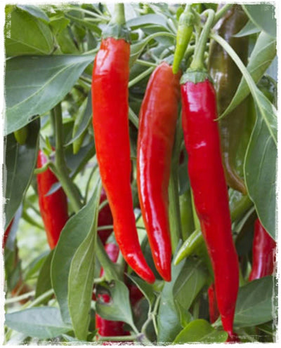 PEPERONCINO DI CAYENNA