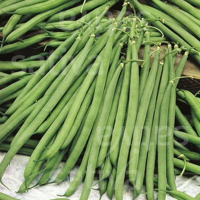 FAGIOLIONANO EXTRAFINO ODESSA - SATIVA bo48