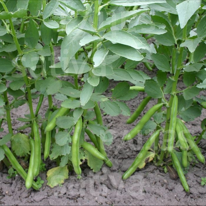 FAVA ELEONORA DB - SATIVA bo91