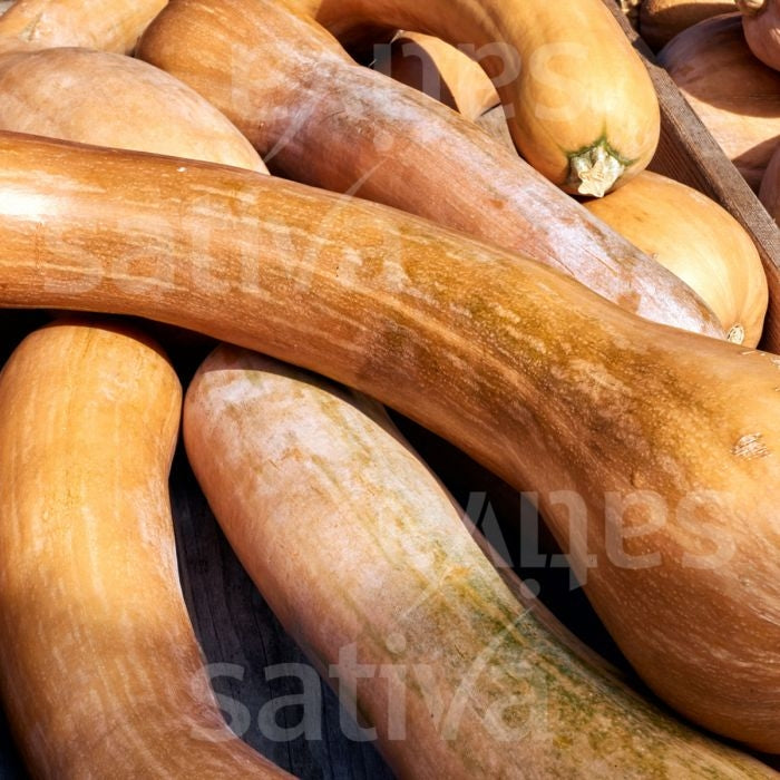 ZUCCA MOSCATA LUNGA DI NIZZA - SATIVA ku48