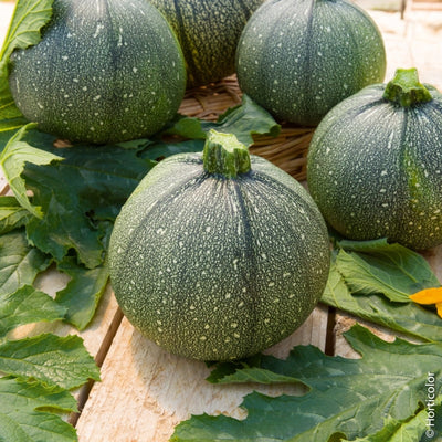 ZUCCHINO TONDO DI NIZZA - SATIVA zu16