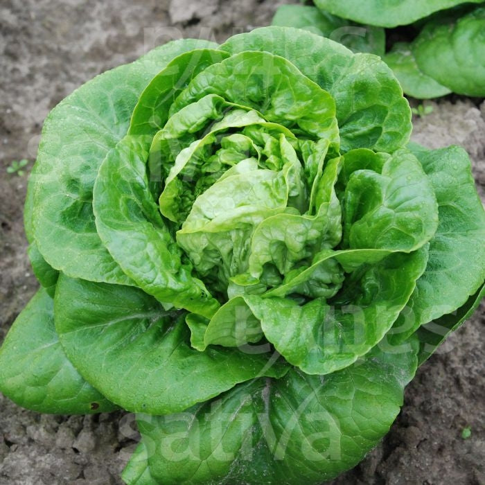 LATTUGA ROMANA PER CUORI DI LATTUGA MAUREEN - SATIVA ls30