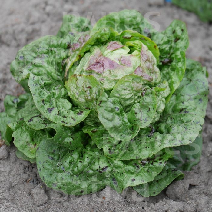 LATTUGA CAPPUCCINA A TIPO GRASSE KOLIBRI - SATIVA ks92