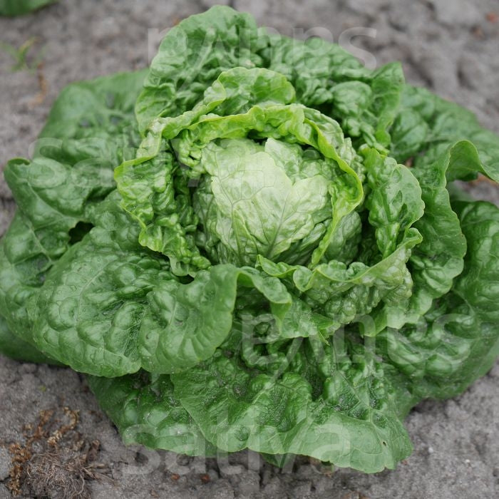 LATTUGA CAPPUCCIO PARROT - SATIVA ks90