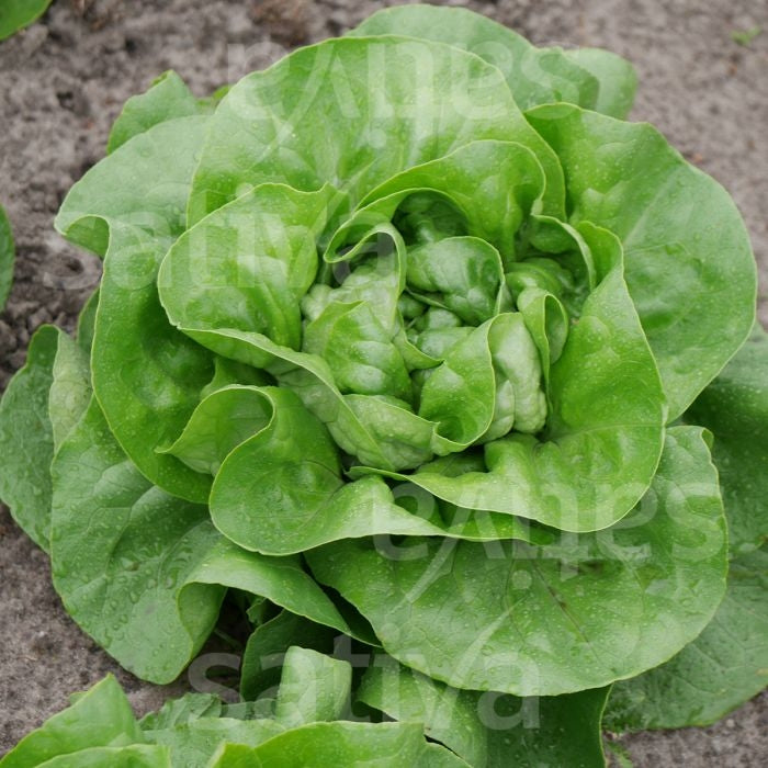 LATTUGA CAPPUCCIO SUMMERTIM - SATIVA ks40