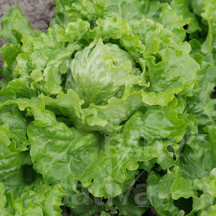 LATTUGA BATAVIA FLOREAL - SATIVA es32