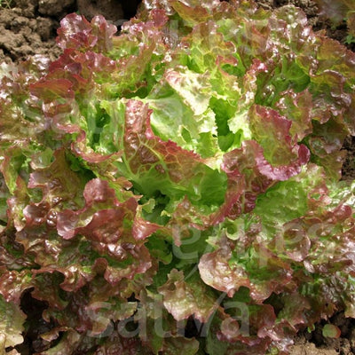 LATTUGA BATAVIA ROSSA DI GRENOBLE - SATIVA es15