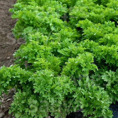 INSALATA ASIATICA WASABINO - SATIVA as15