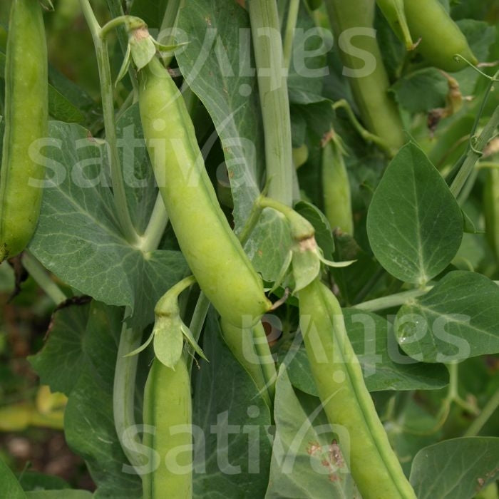 PISELLO MANGIATUTTO REMBRANDT - SATIVA er53