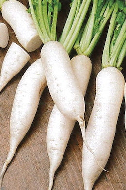 RAVANELLO DAICON MINOWASE ESTIVO - BIOSEME 3749