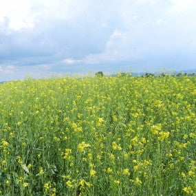 BRASSICA JUNCEA BIOFUMIGANTE