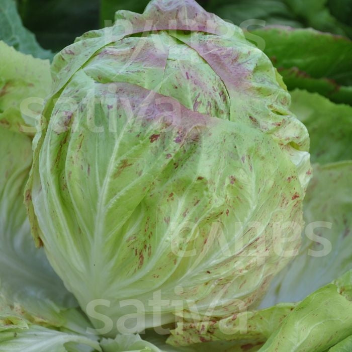 RADICCHIO VARIEGATA LUSIA - SATIVA zs83