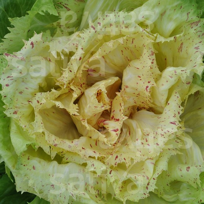 RADICCHIO CASTELFRANCO - SATIVA zs87