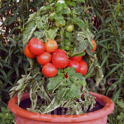 POMODORO NEW HAMPSHIRE SURECROP - SATIVA to27