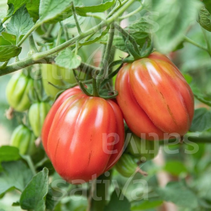 Pomodoro Cuore Di Bue Coeur De Boeuf 500 Semi A 500 Grammi - Foto 7
