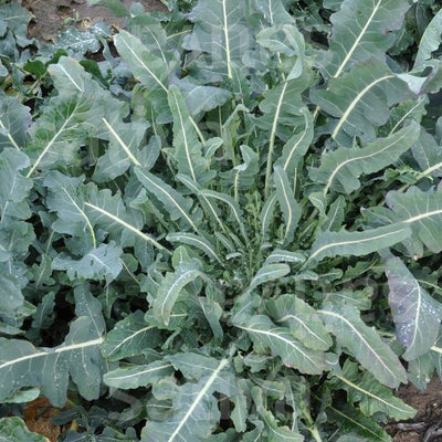 broccolo fiolaro
