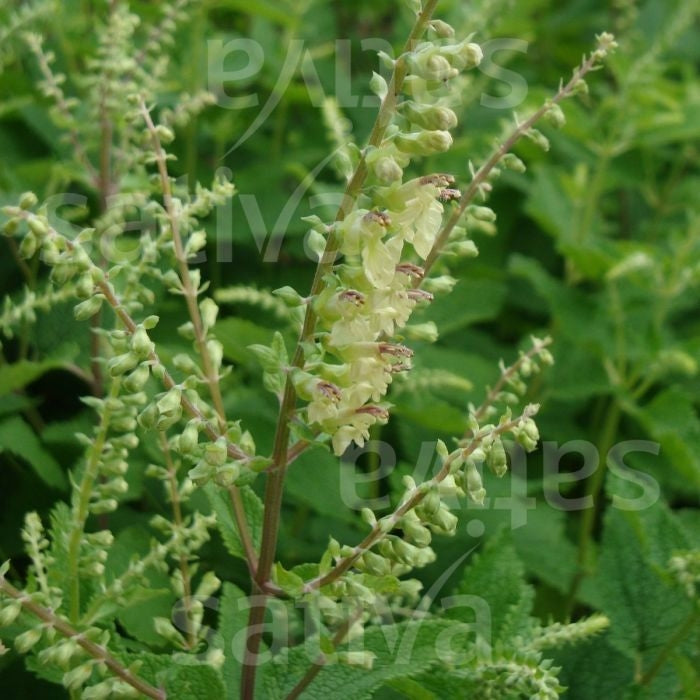 CAMEDRIO SCORODONIA - SATIVA hp70