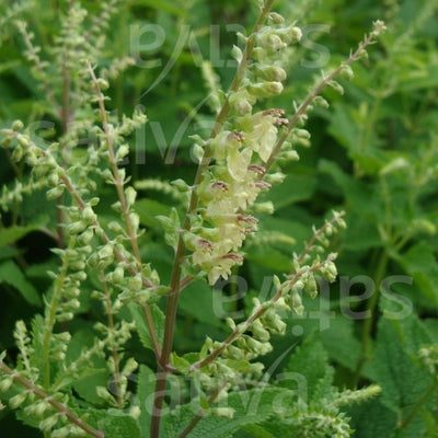 CAMEDRIO SCORODONIA - SATIVA hp70