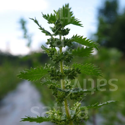 ORTICA - SATIVA hp74