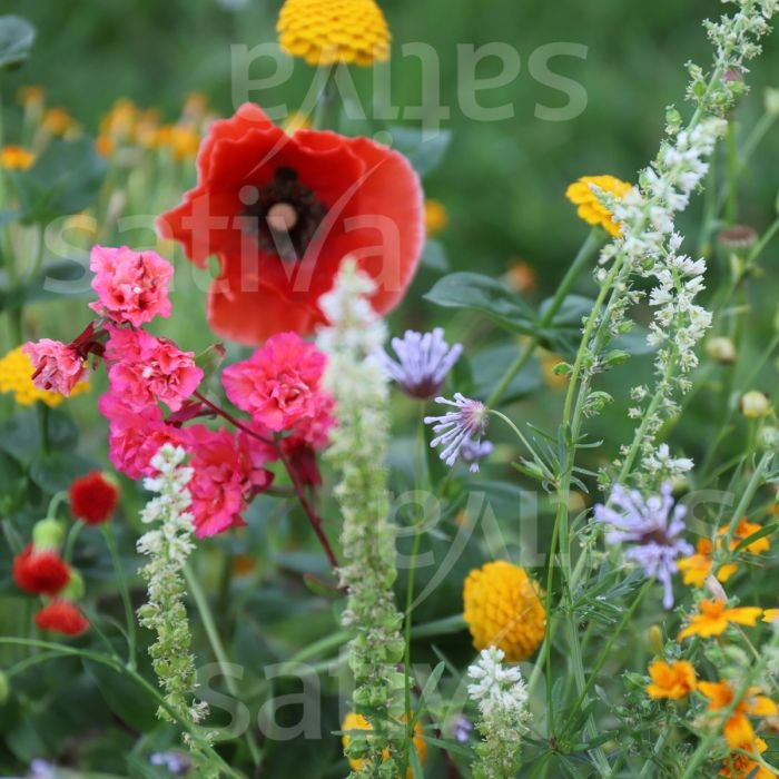 MISCELA DI FIORI ANNUALI SOGNO D'ESTATE - SATIVA b406