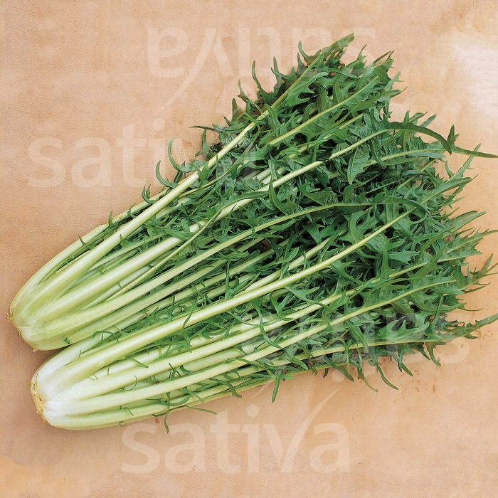 radicchio catalogna frastagliata- SATIVA zs55