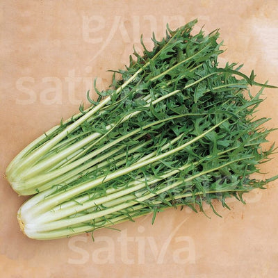 radicchio catalogna frastagliata- SATIVA zs55