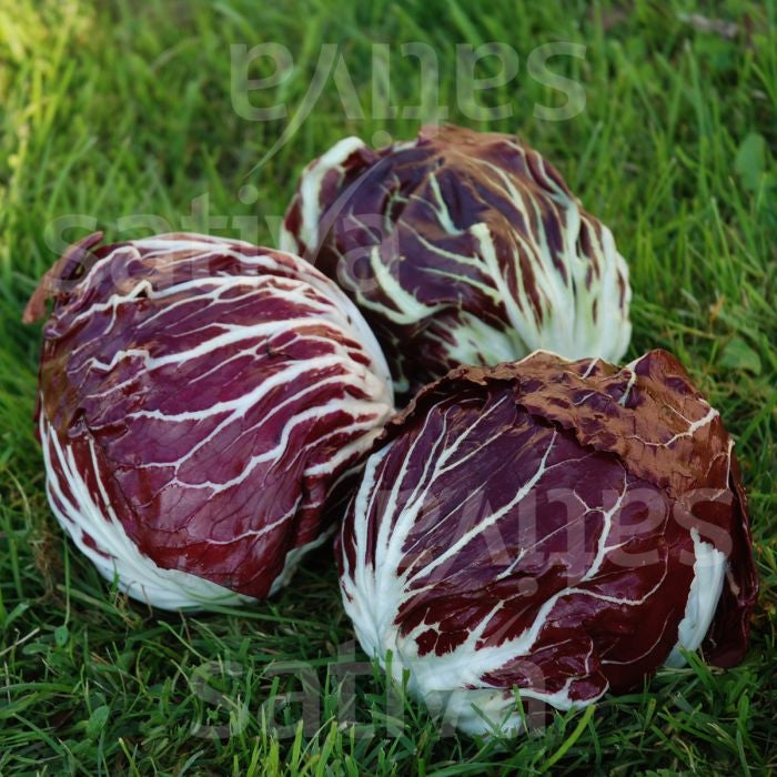 INSALATA NETTUNO TT- SATIVA zs46