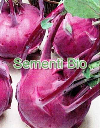 CAVOLO RAPA DI VIENNA VIOLETTO - BIOSEME 1355