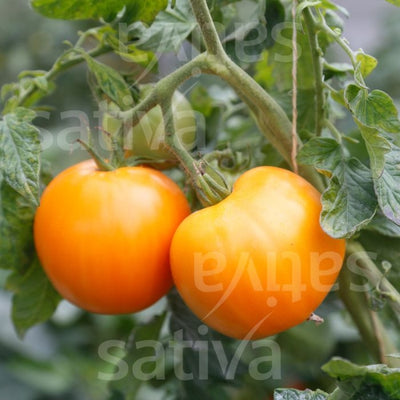POMODORO ORANGE A GROS FRUITS - SATIVA to84
