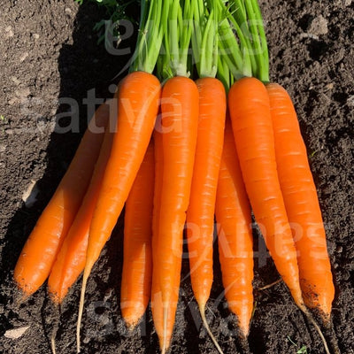 Carota d'Amsterdam 2 - Sativa ka12