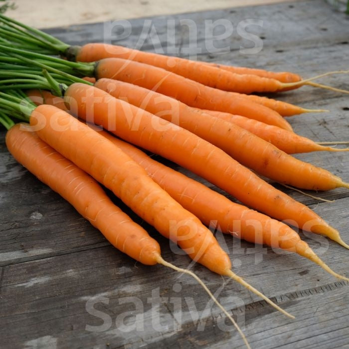 Carota SELEZIONE (SG 103) - Sativa ka11