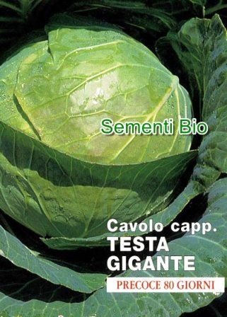 CAVOLO CAPPUCCIO TESTA GIGANTE EXPRESS PRECOCISSIMO - BIOSEME 1404