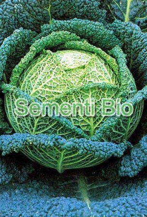 CAVOLO VERZA ASTI PASQUALINO PRECOCISSIMO - BIOSEME 1511