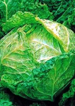 CAVOLO VERZA ASTI SAN GIOVANNI PRECOCE - BIOSEME 1512