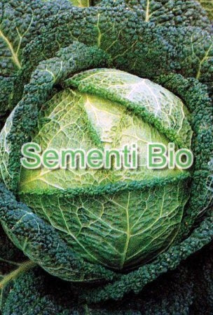 CAVOLO VERZA ASTI SAN MARTINO TARDIVO - BIOSEME 1513