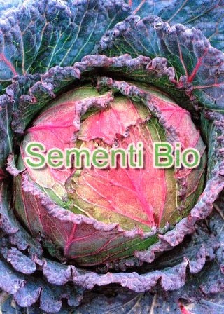 CAVOLO VERZA VIOLACEO DI VERONA - BIOSEME 1514