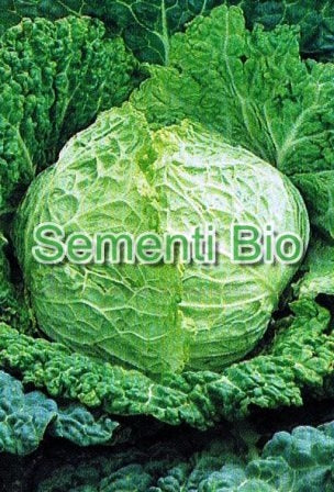 CAVOLO VERZA AUBERVILLIERS - BIOSEME 1503
