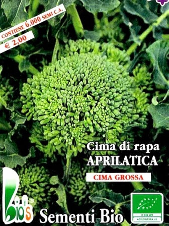 CIMA DI RAPA APRILATICA - BIOSEME 1906