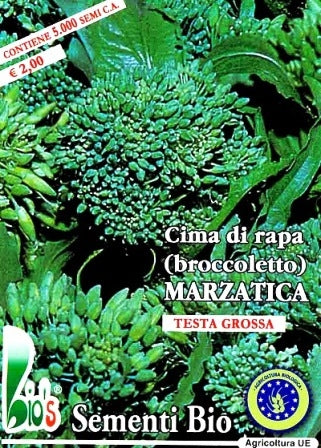 CIMA DI RAPA MARZATICA - BIOSEME 1950
