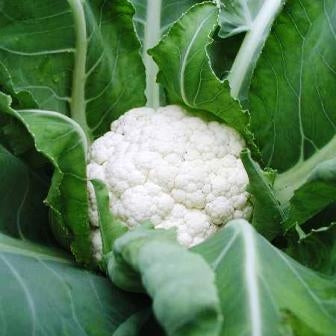 CAVOLFIORE NECKARPERLE - SATIVA ko12