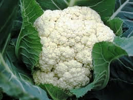 CAVOLFIORE GOODMAN - SATIVA ko16