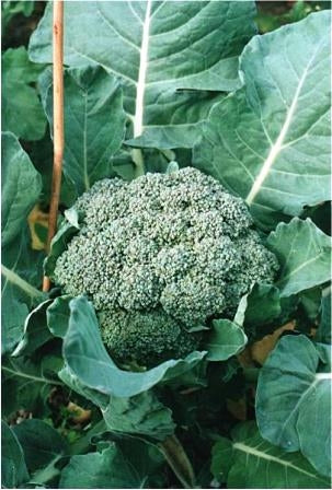 CAVOLO BROCCOLO CALABRESE - SATIVA ko22